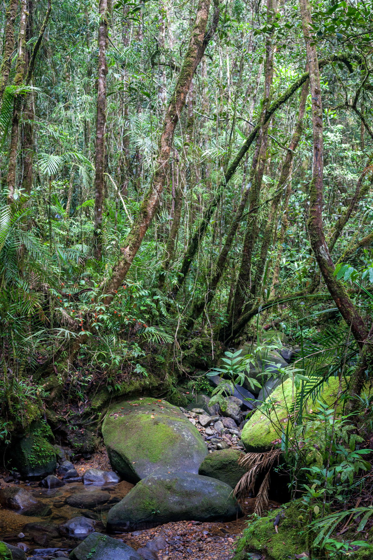 Mount-Kinabalu-Borneo-2