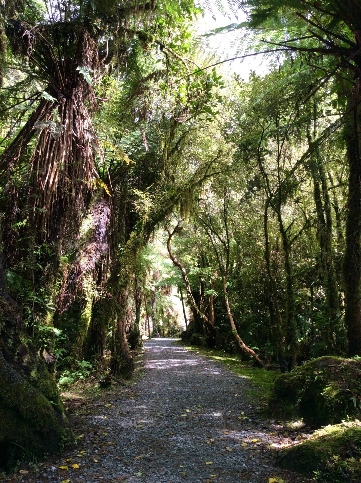 Fox-Glacier-Franz-Josef-Glacier-Neuseeland-21