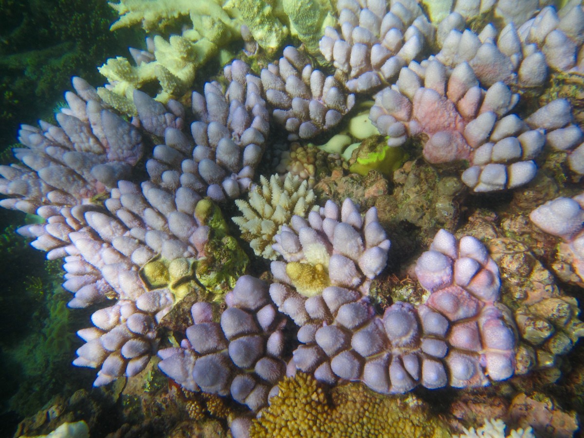 Cairns-Great-Barrier-Reef-Australien-10