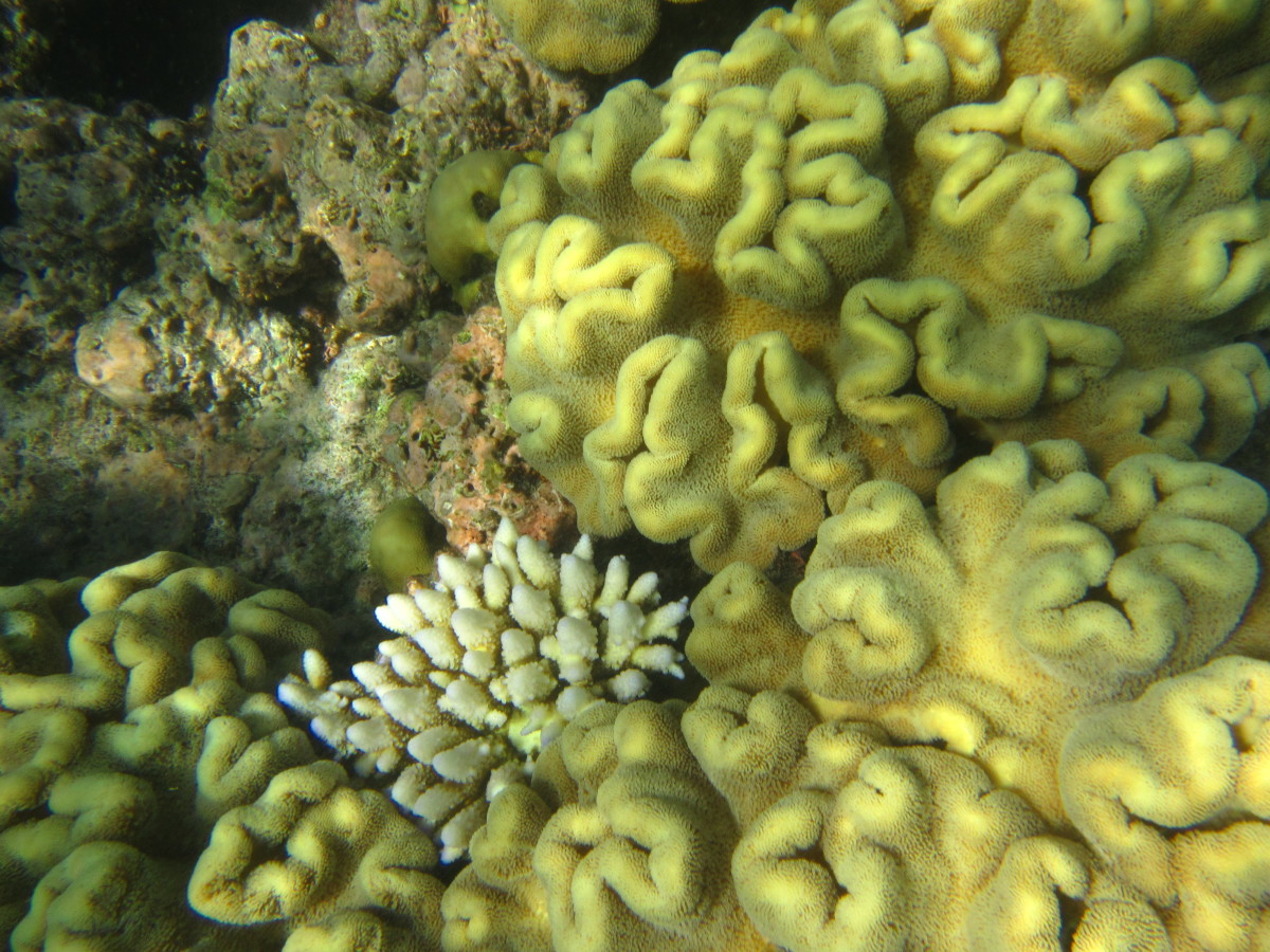 Cairns-Great-Barrier-Reef-Australien-12