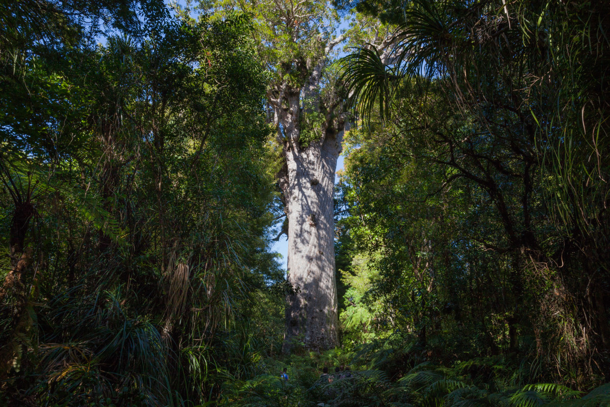 Waipoua-Kauri-Park-Neuseeland-2