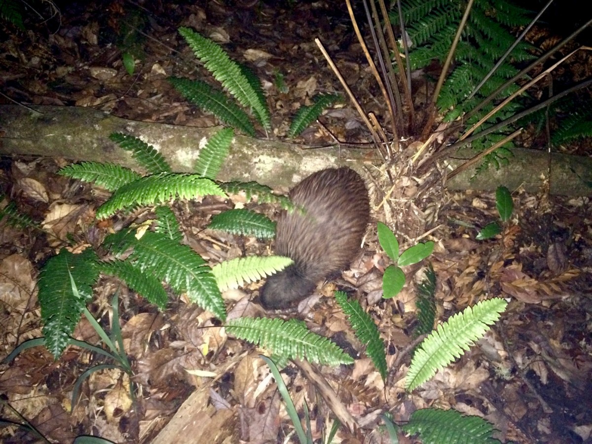 Waipoua-Kauri-Park-Neuseeland-5